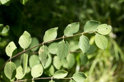 Chèvrefeuille des haies, Camérisier des haies Lonicera xylosteum L., 1753