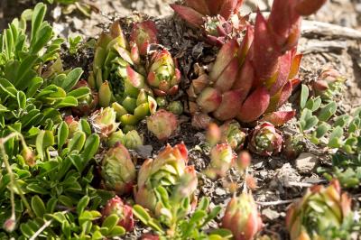 Joubarbe Sempervivum x barbulatum Schott, 1853