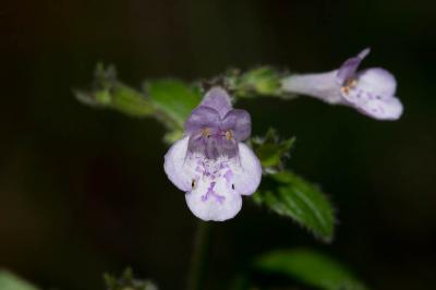 Sarriette à feuilles de Menthe Clinopodium nepeta subsp. sylvaticum (Bromf.) Peruzzi & F.Conti, 2008