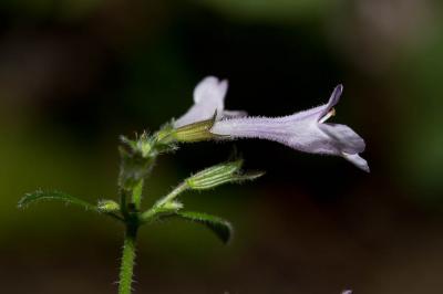 Sarriette à feuilles de Menthe Clinopodium nepeta subsp. sylvaticum (Bromf.) Peruzzi & F.Conti, 2008