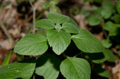 Sarriette à feuilles de Menthe Clinopodium nepeta subsp. sylvaticum (Bromf.) Peruzzi & F.Conti, 2008