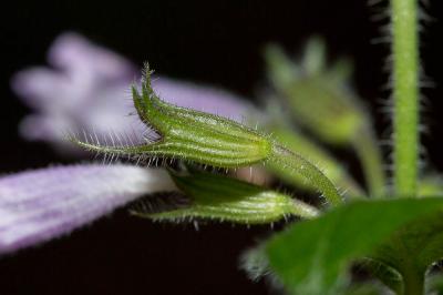 Sarriette à feuilles de Menthe Clinopodium nepeta subsp. sylvaticum (Bromf.) Peruzzi & F.Conti, 2008