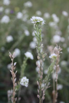 Alysson blanc, Alysse blanche Berteroa incana (L.) DC., 1821