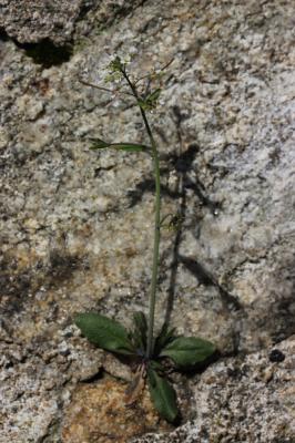 Arabette de thalius, Arabette des dames Arabidopsis thaliana (L.) Heynh., 1842