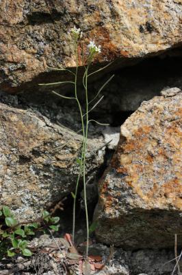 Arabette de thalius, Arabette des dames Arabidopsis thaliana (L.) Heynh., 1842