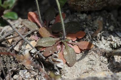 Arabette de thalius, Arabette des dames Arabidopsis thaliana (L.) Heynh., 1842