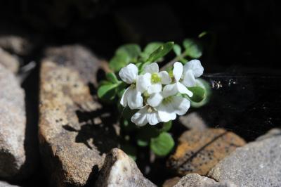 Cardamine de Plumier, Cardamine faux Pigamon Cardamine plumieri Vill., 1779