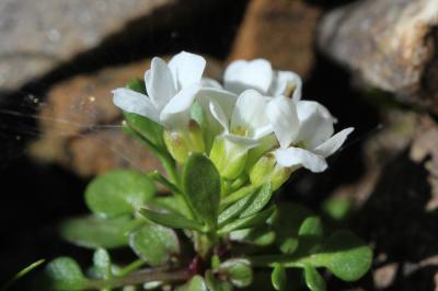 Cardamine de Plumier, Cardamine faux Pigamon Cardamine plumieri Vill., 1779