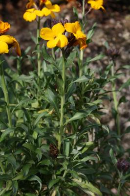 Giroflée des murailles, Violier jaune Erysimum cheiri (L.) Crantz, 1769