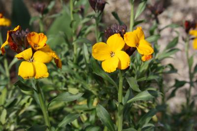 Giroflée des murailles, Violier jaune Erysimum cheiri (L.) Crantz, 1769