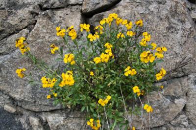 Giroflée des murailles, Violier jaune Erysimum cheiri (L.) Crantz, 1769