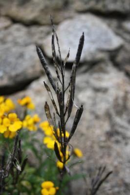 Giroflée des murailles, Violier jaune Erysimum cheiri (L.) Crantz, 1769