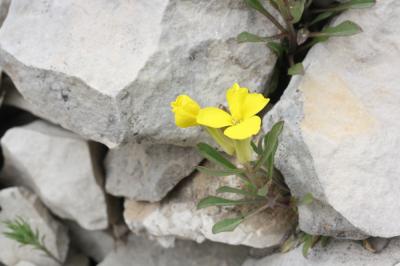 Vélar jaune pâle, Vélar jaunâtre Erysimum ochroleucum (Schleich.) DC., 1805