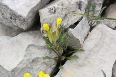 Vélar jaune pâle, Vélar jaunâtre Erysimum ochroleucum (Schleich.) DC., 1805