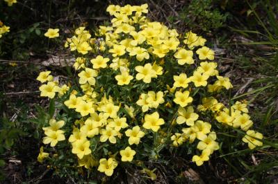Lin campanulé Linum campanulatum L., 1753