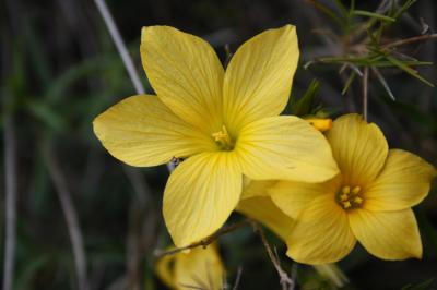Lin campanulé Linum campanulatum L., 1753