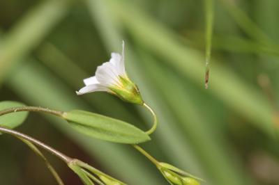 Lin purgatif Linum catharticum L., 1753