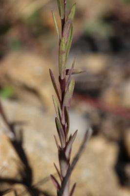 Lin raide, Lin droit Linum strictum L., 1753