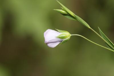 Lin bisannuel Linum usitatissimum subsp. angustifolium (Huds.) Thell., 1912