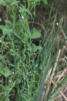 Lin bisannuel Linum usitatissimum subsp. angustifolium (Huds.) Thell., 1912