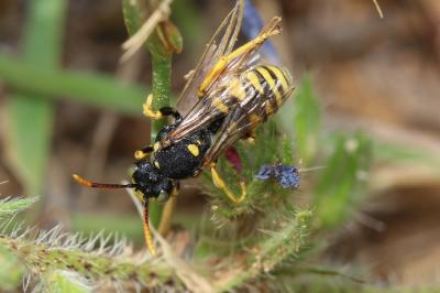  Nomada nobilis Herrich-Schäffer, 1839