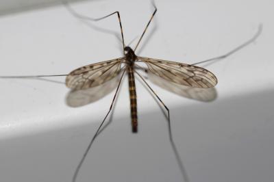  Limonia nubeculosa Meigen, 1804