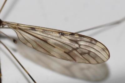  Limonia nubeculosa Meigen, 1804