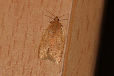  Aphelia 