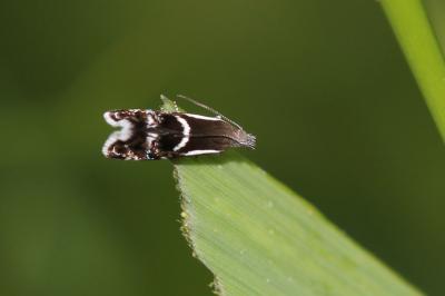 Millieria dolosalis (Heydenreich, 1851)
