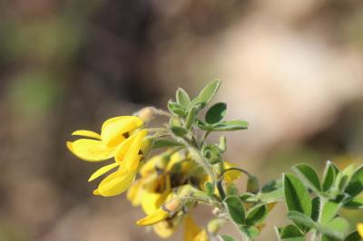 Genêt velu, Cytise velu Cytisus villosus Pourr., 1788