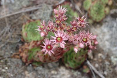 Joubarbe des toits, Grande joubarbe Sempervivum tectorum L., 1753