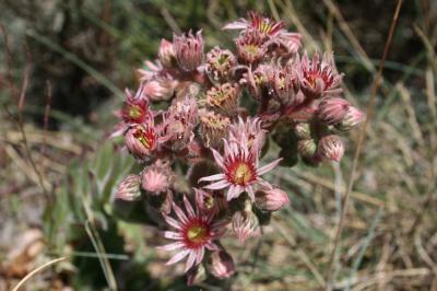 Joubarbe des toits, Grande joubarbe Sempervivum tectorum L., 1753