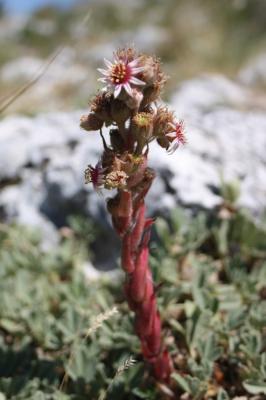 Joubarbe des terrains calcaires Sempervivum calcareum Jord., 1849