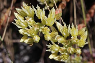 Orpin à pétales droits Sedum ochroleucum Chaix, 1785