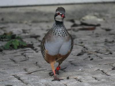 Perdrix rouge Alectoris rufa (Linnaeus, 1758)