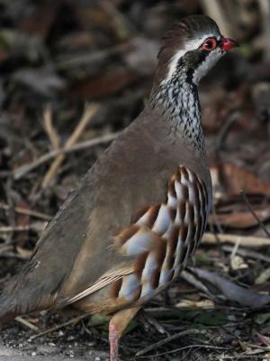 Perdrix rouge Alectoris rufa (Linnaeus, 1758)