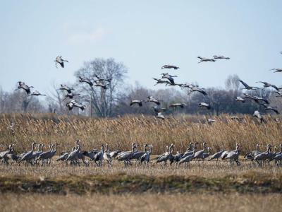 Grue cendrée Grus grus (Linnaeus, 1758)