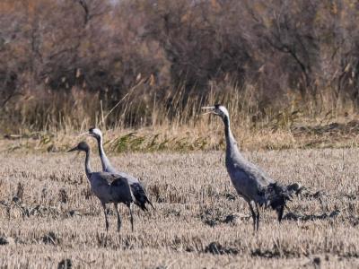 Grue cendrée Grus grus (Linnaeus, 1758)