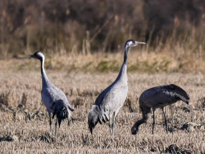 Grue cendrée Grus grus (Linnaeus, 1758)