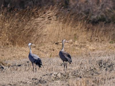Grue cendrée Grus grus (Linnaeus, 1758)