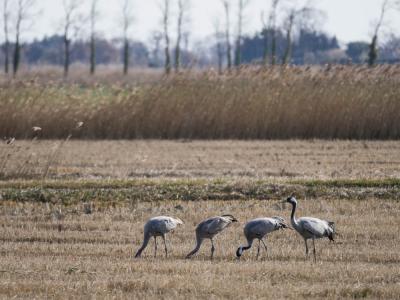Grue cendrée Grus grus (Linnaeus, 1758)
