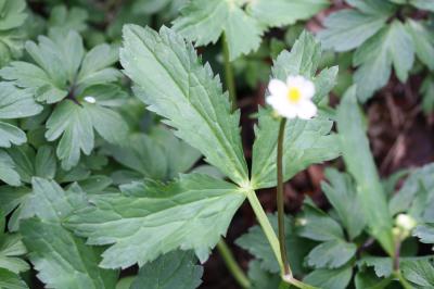 Renoncule à feuilles d'aconit Ranunculus aconitifolius L., 1753