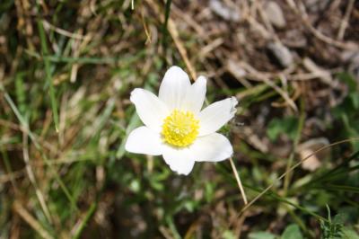 Anémone du Mont Baldo Anemone baldensis L., 1767