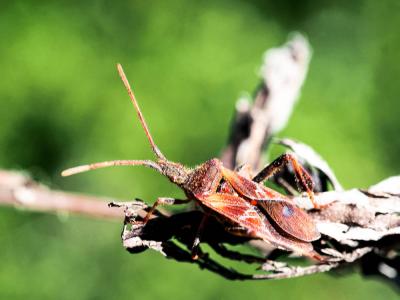 Punaise americaine du pin, Punaise du pin, Leptogl Leptoglossus occidentalis Heidemann, 1910