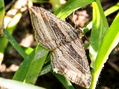 Phalène convexe (La) Costaconvexa polygrammata (Borkhausen, 1794)