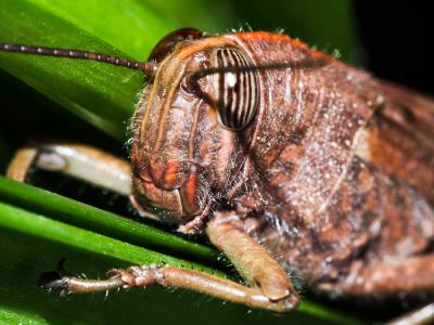 Criquet égyptien Anacridium aegyptium (Linnaeus, 1764)