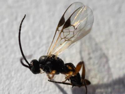  Cotesia glomerata (Linnaeus, 1758)