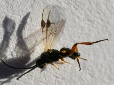  Cotesia glomerata (Linnaeus, 1758)