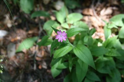 Compagnon rouge, Robinet rouge Silene dioica (L.) Clairv., 1811