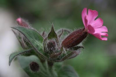 Compagnon rouge, Robinet rouge Silene dioica (L.) Clairv., 1811